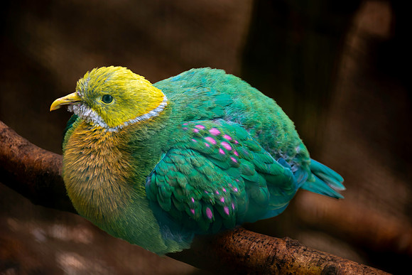 Pink spotted fruit dove