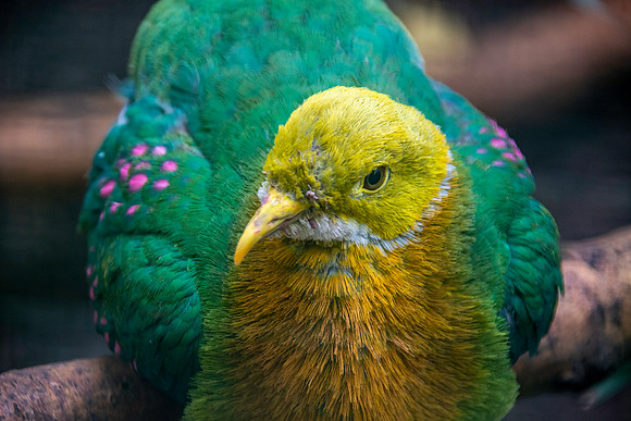 Pink spotted fruit dove
