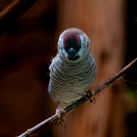 Plum headed finch