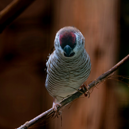Plum headed finch