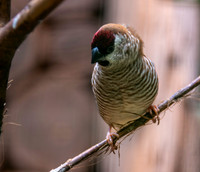 Plum headed finch