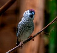 Plum headed finch