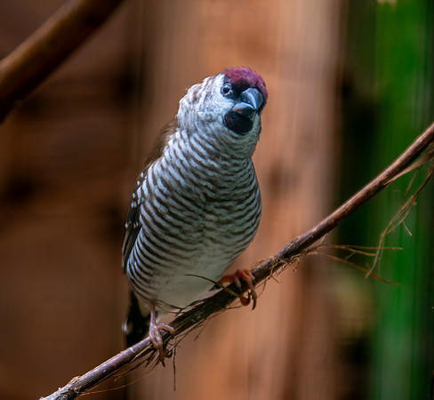 Plum headed finch