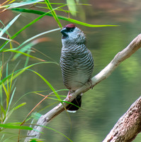Plum headed finch
