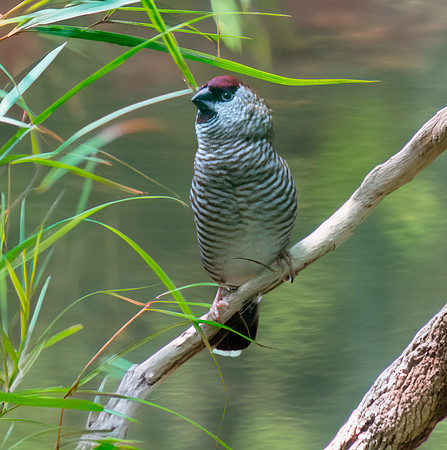 Plum headed finch