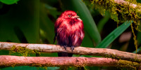 Pompadour cotinga