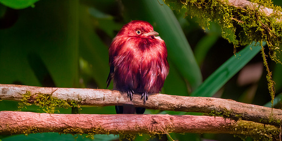 Pompadour cotinga