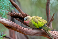 Princess parrot