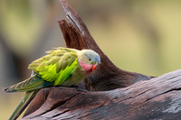 Princess parrot