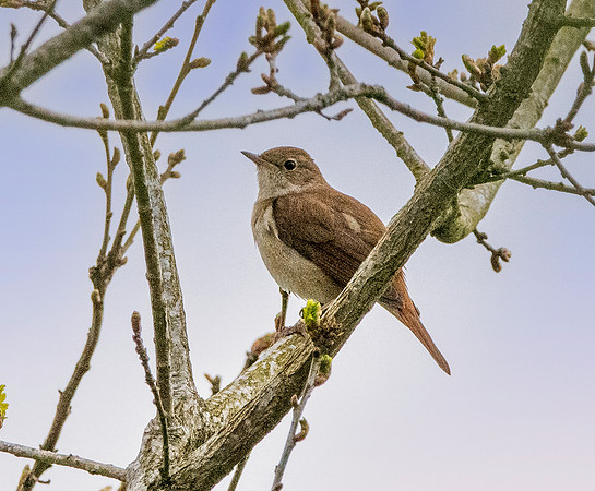 Nightingale