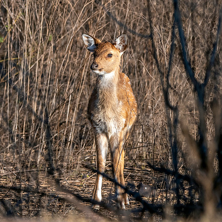 Cheetal/ spotted deer - juvenile