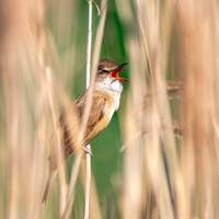 Great Reed Warbler, singing