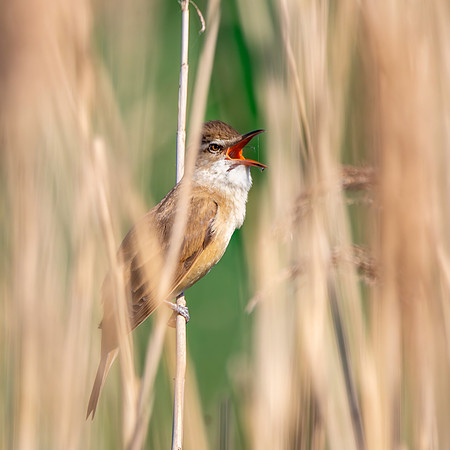Great Reed Warbler, singing