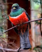 Collared trogon, male