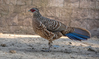 Kalij pheasant, female