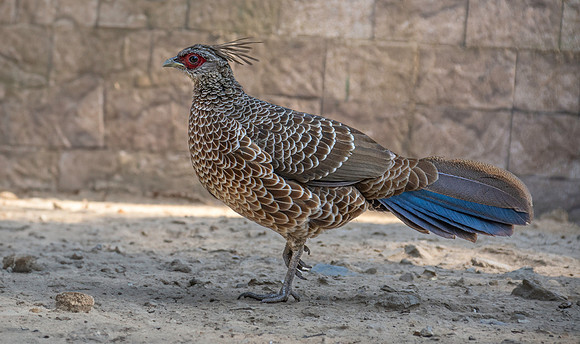 Kalij pheasant, female