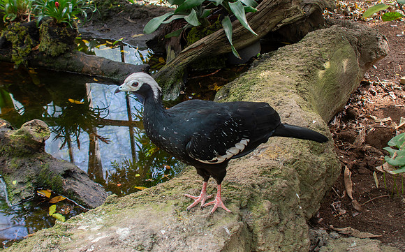 Blue throated piping guan