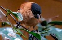 Copper seedeater