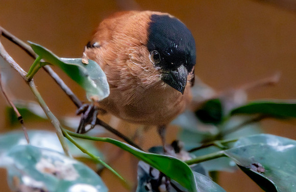Copper seedeater