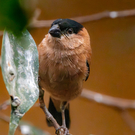Copper seedeater