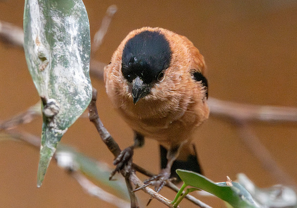 Copper seedeater