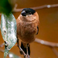 Copper seedeater