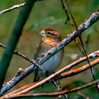 Northern Red bishop, female
