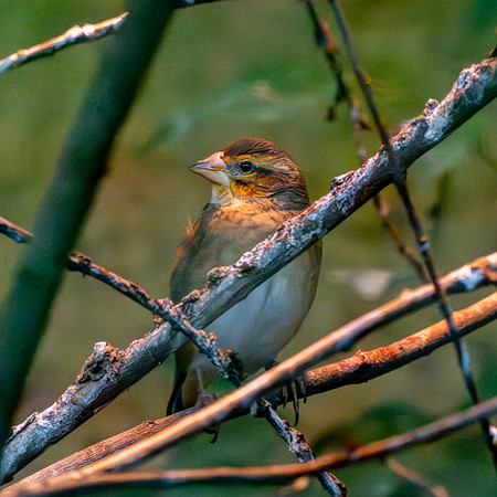 Northern Red bishop, female