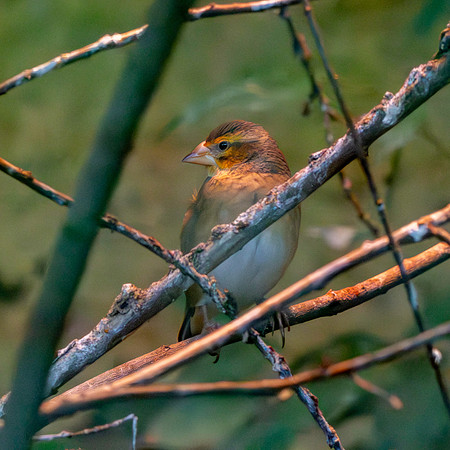 Northern Red bishop, female