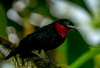 Purple throated fruitcrow