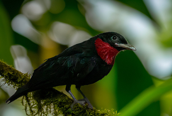 Purple throated fruitcrow