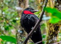 Purple throated fruitcrow