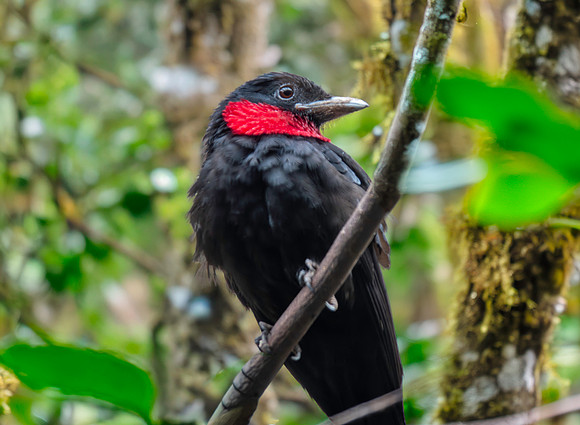 Purple throated fruitcrow