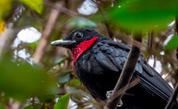 Purple throated fruitcrow