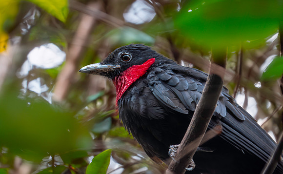 Purple throated fruitcrow