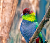 Red capped parrot
