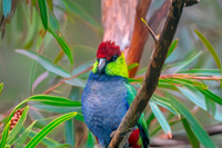 Red capped parrot