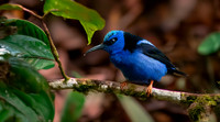 Red legged honeycreeper