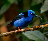 Red legged honeycreeper