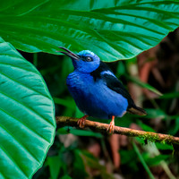 Red legged honeycreeper