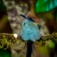 Russet crowned motmot