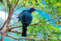 Spangled cotinga, male
