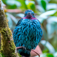 Spangled cotinga, male