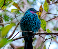Spangled cotinga, male