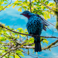 Spangled cotinga, male
