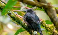 Spangled cotinga, female