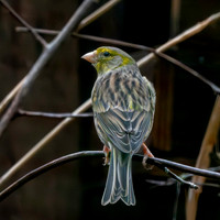 Spanish Timbrado canary