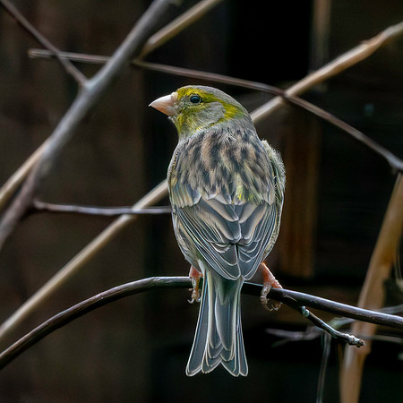 Spanish Timbrado canary