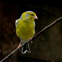 Spanish Timbrado canary