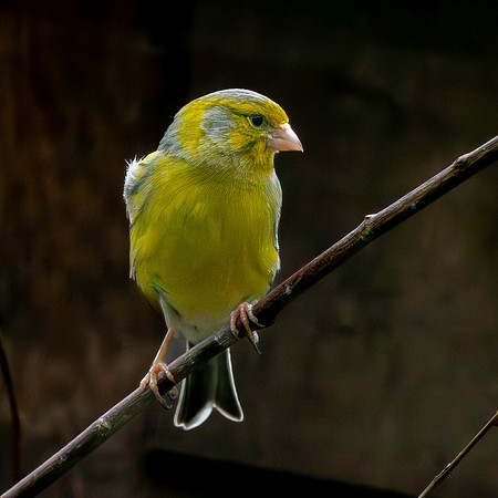 Spanish Timbrado canary